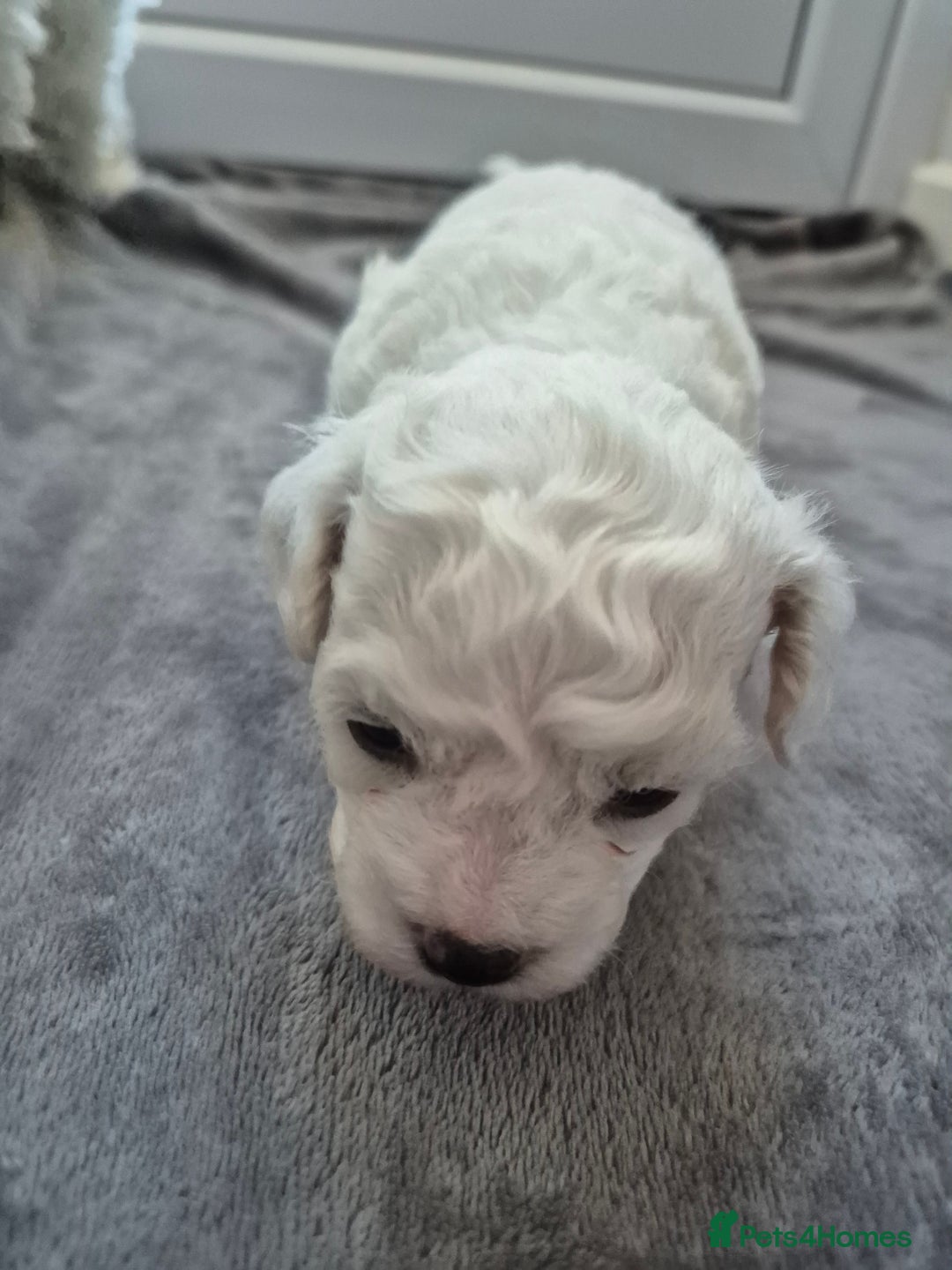 Bichon Frise dogs for sale: Pure White Bishon Frise - Advert 14