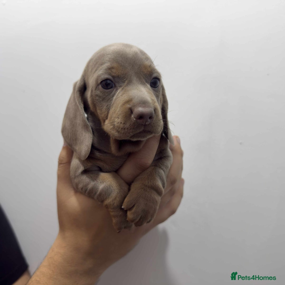 Miniature Dachshund dogs for sale: KC Reg Miniature Dachsunds - Advert 6