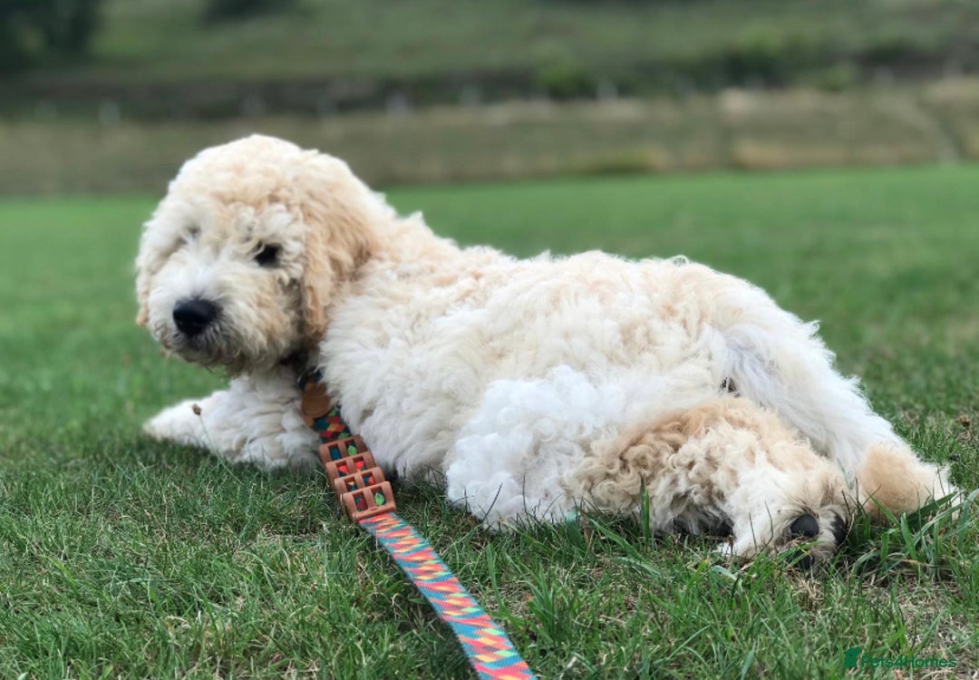 Mini Goldendoodle dogs for stud: Mini Doodle Stud: Multi-Gen, Health Tested, Proven - Advert 8