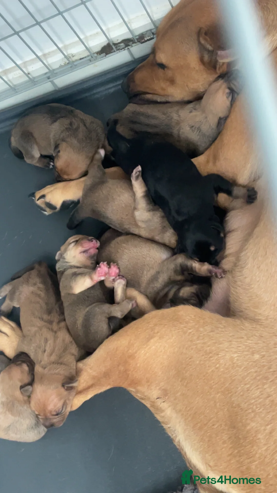 Mixed Breed dogs for sale: Puppies  in Nuneaton - Advert 2