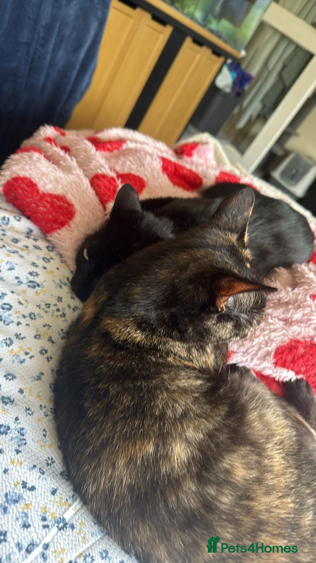 Mixed Breed cats for sale: Sisters - Advert 2