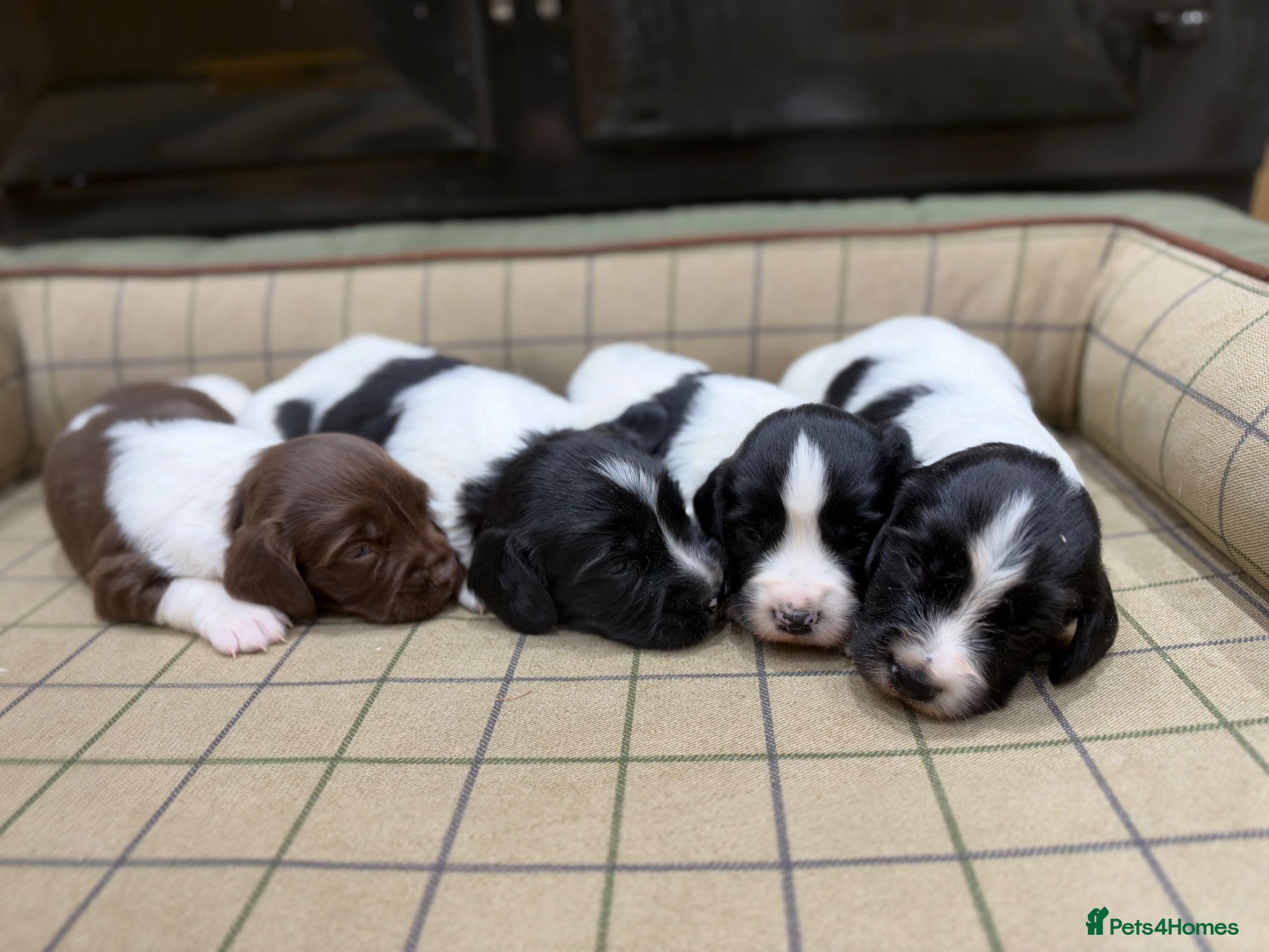 English Springer Spaniel dogs for sale: Stunning Springer Spaniels - Advert 2