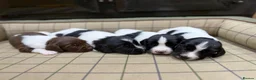 English Springer Spaniel dogs for sale: Stunning Springer Spaniels - Advert 2