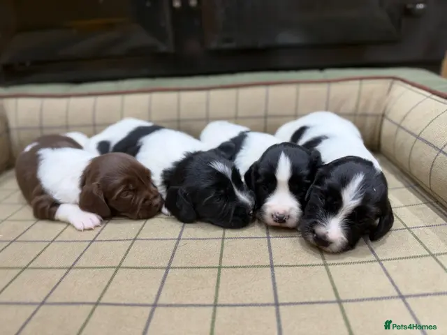 English Springer Spaniel dogs for sale: Stunning Springer Spaniels - Advert 2