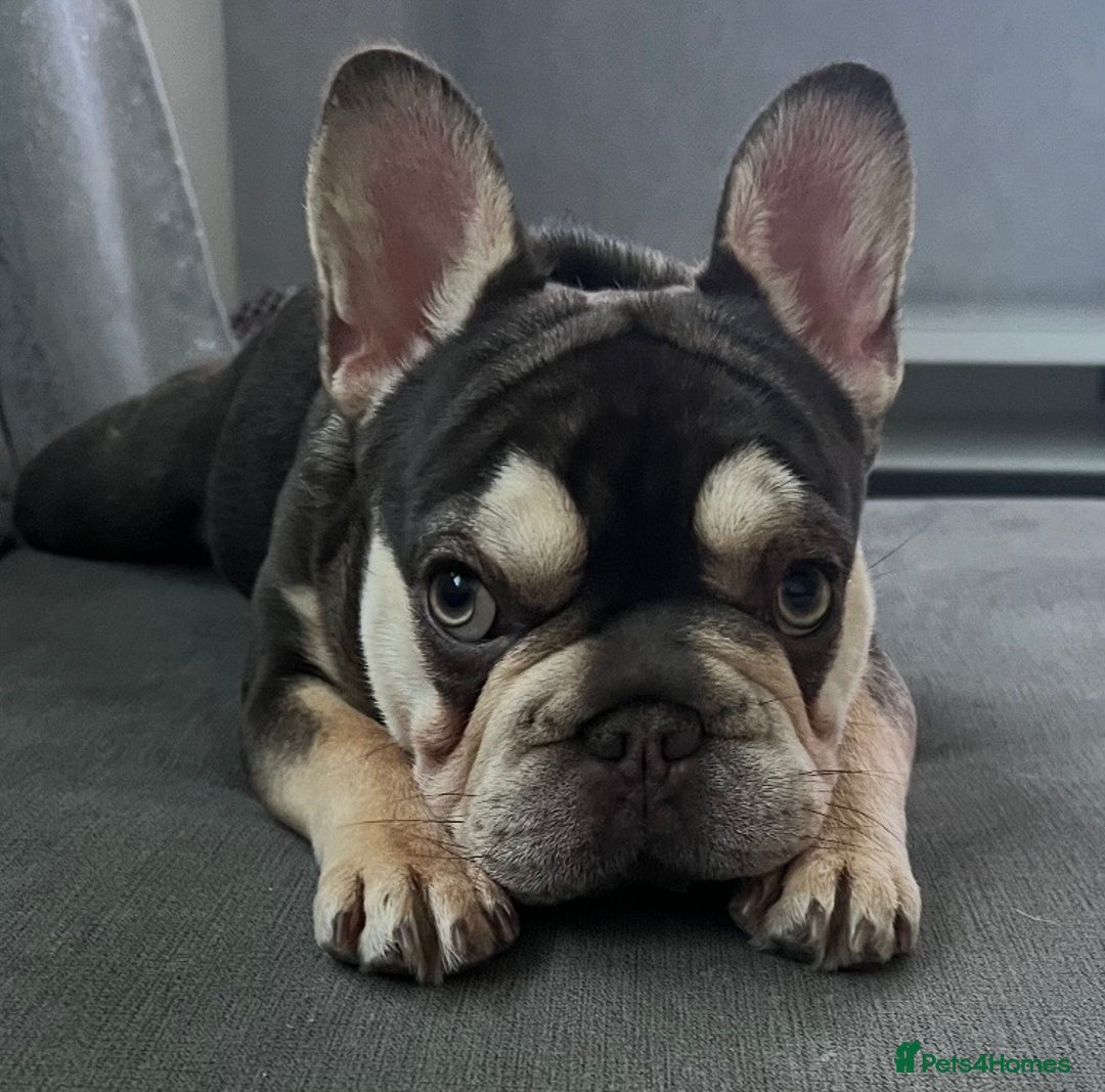 French Bulldog dogs for sale: Female French Bulldog For Sale - Advert 1