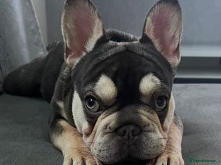 French Bulldog dogs Female French Bulldog For Sale - Advert 2