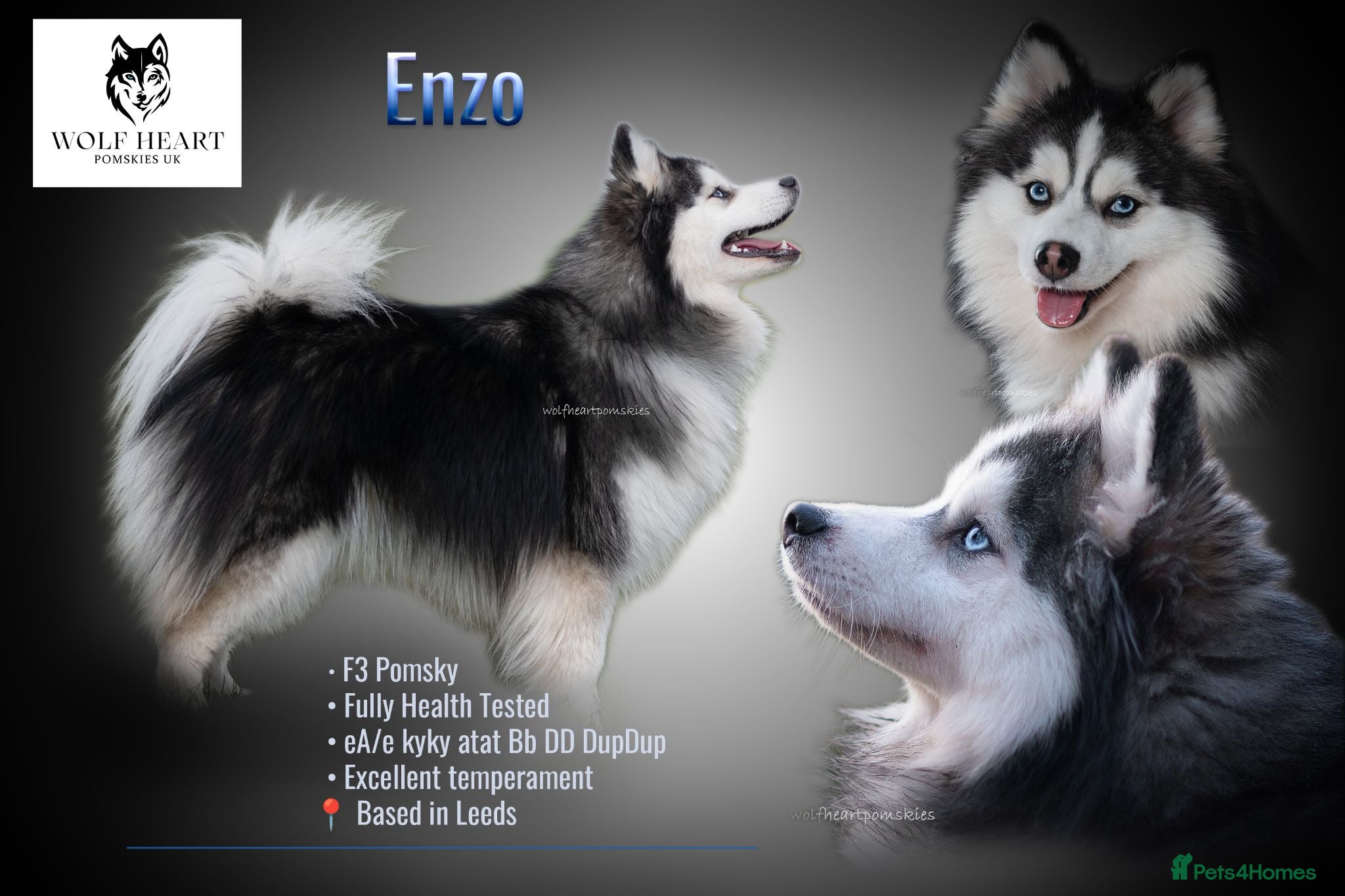 Pomsky dogs F3 6.8kg Pomsky Stud silver/white, health tested  - Advert 3