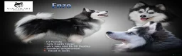 Pomsky dogs for stud: F3 6.8kg Pomsky Stud silver/white, health tested  - Advert 1