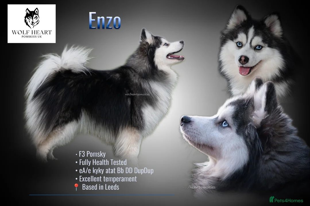 Pomsky dogs for stud: F3 6.8kg Pomsky Stud silver/white, health tested  - Advert 1
