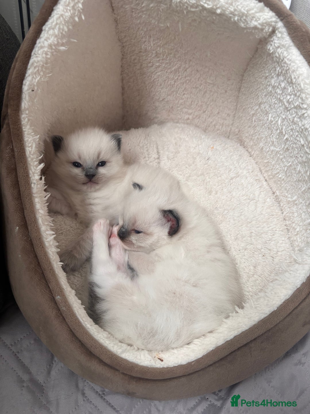Ragdoll cats for sale: Last mitted Ragdoll boy available  - Advert 10