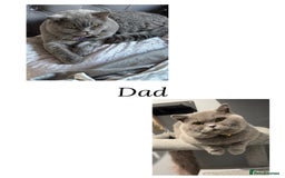 British Shorthair cats for sale: Beautiful British short haired /British long hair  - Image 4