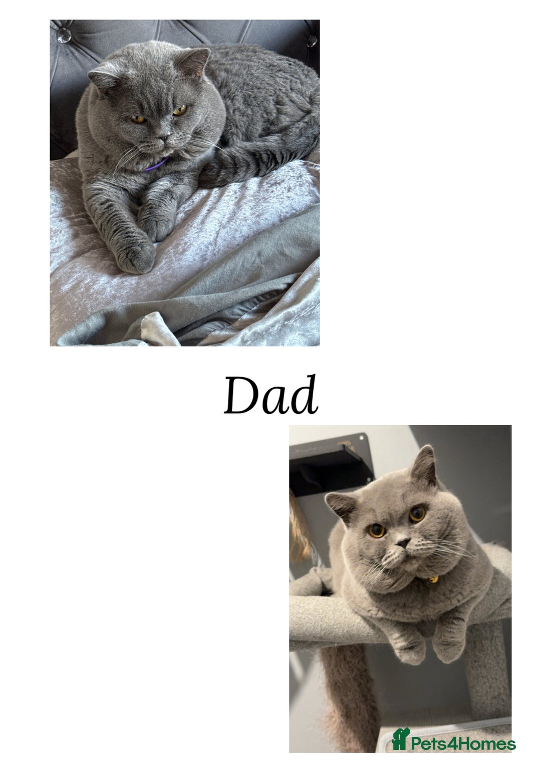 British Shorthair cats for sale: Beautiful British short haired /British long hair  - Image 4