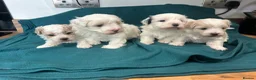 Maltipoo dogs for sale:  Maltipoo pups ONE BOY LEFT - Advert 18