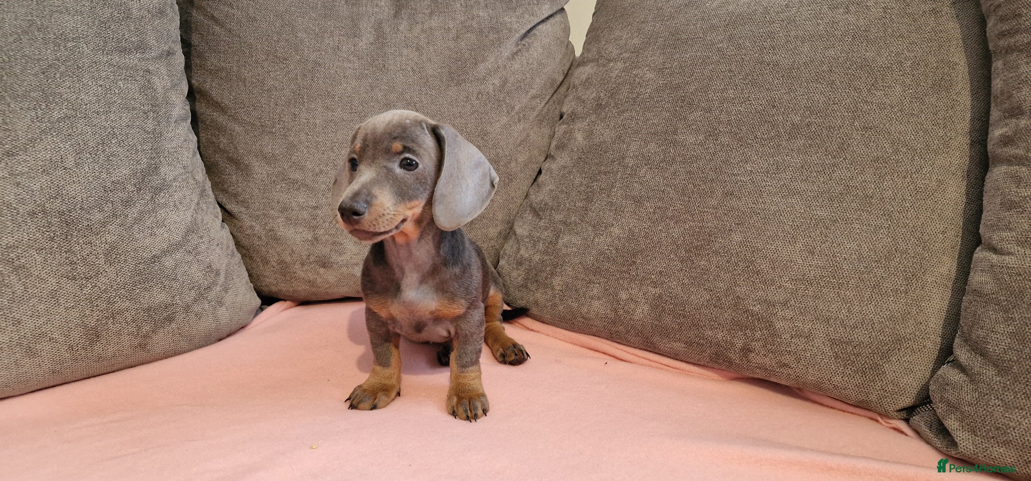 Miniature Dachshund dogs Ready to Leave  1 male 1 female - Advert 16