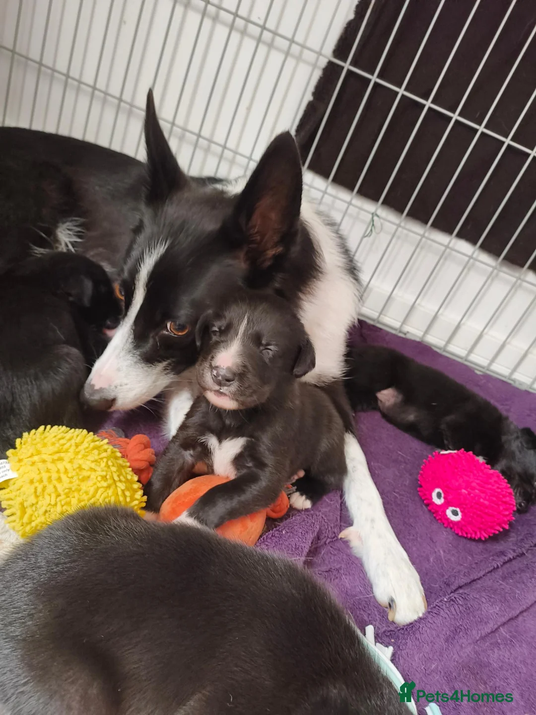 Mixed Breed dogs for sale: Gorgeous puppies looking for forever homes  - Advert 1