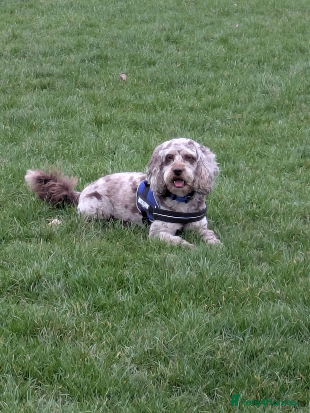 Cockapoo dogs for stud: Merle Cockapoo-f1 in Rotherham - Advert 3