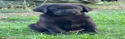 Labrador Retriever dogs for sale: Labrador Puppies - Advert 2