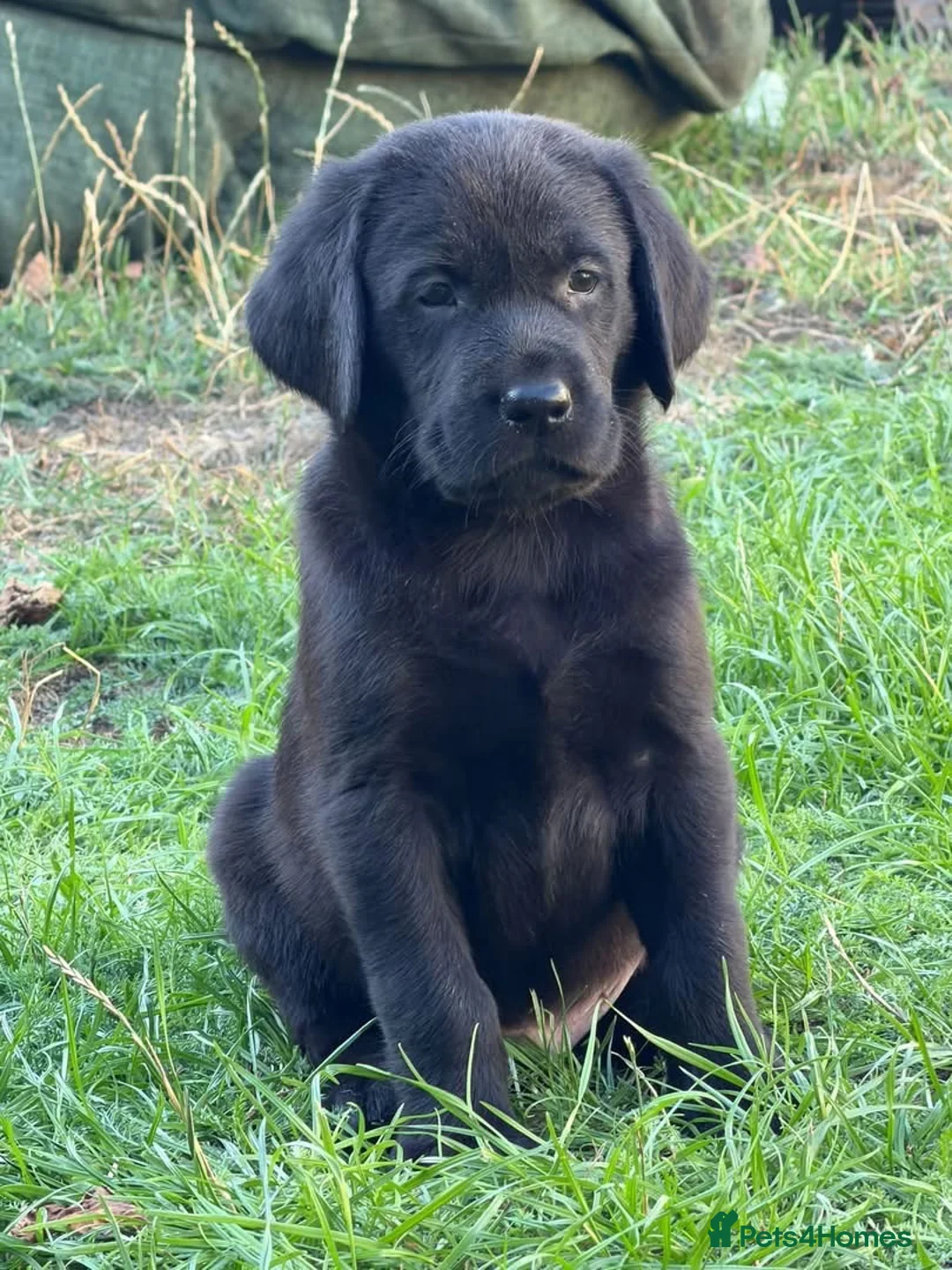Labrador Retriever dogs for sale: Labrador Puppies - Advert 2