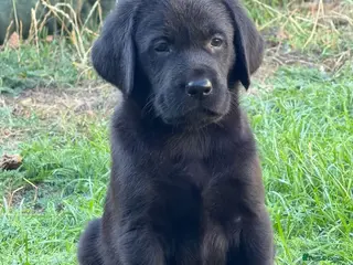 Labrador Retriever dogs Puppies for sale - Advert 4