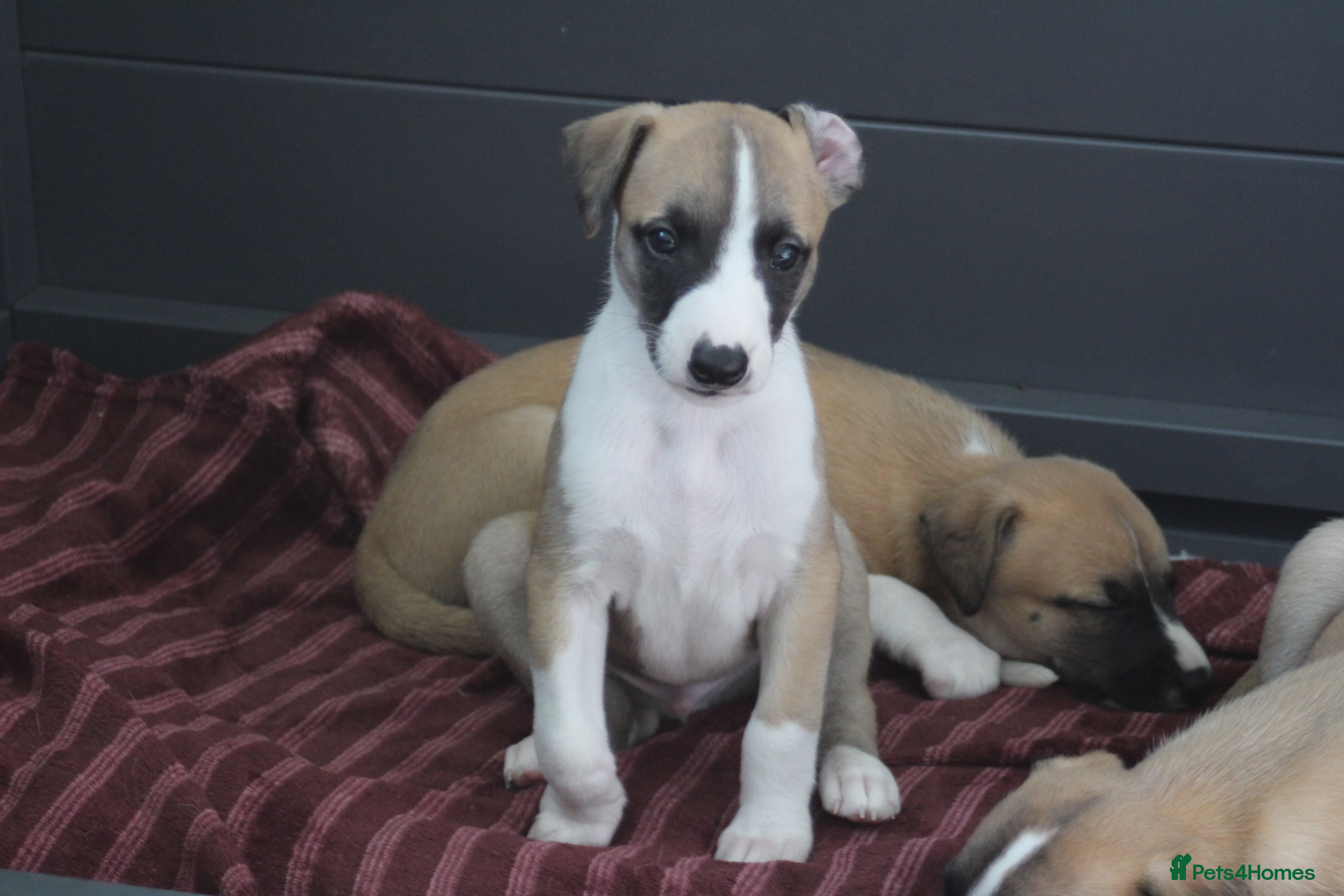 Whippet dogs Quality KC whippet pups from heart tested psrents - Advert 1