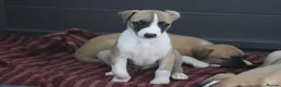Whippet dogs for sale: Quality KC whippet pups from heart tested psrents in Stoke-on-Trent - Advert 4