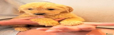 Mini Goldendoodle Puppy 7