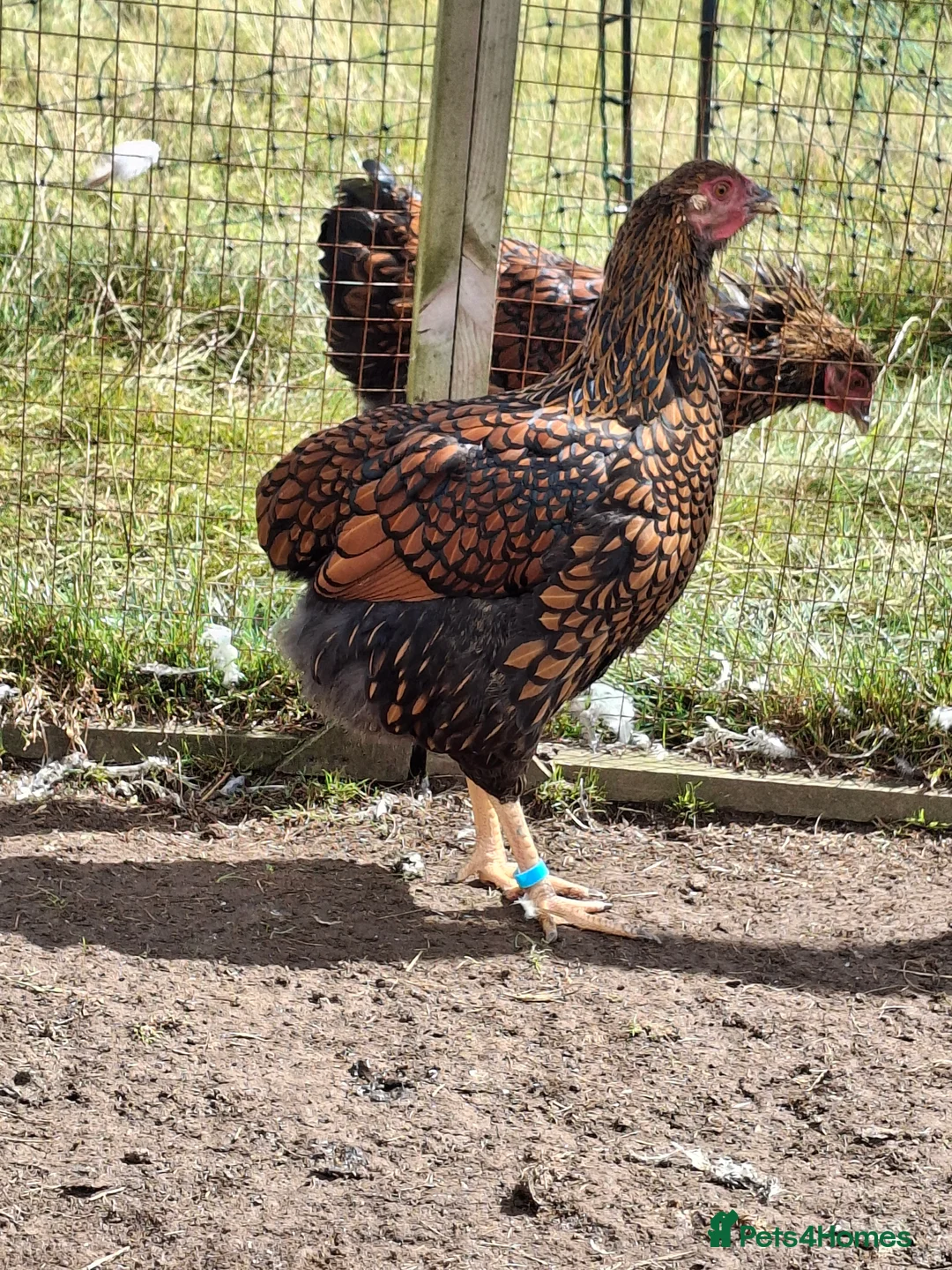 Chickens poultry for sale: LACED WYANDOTTES  - Advert 2