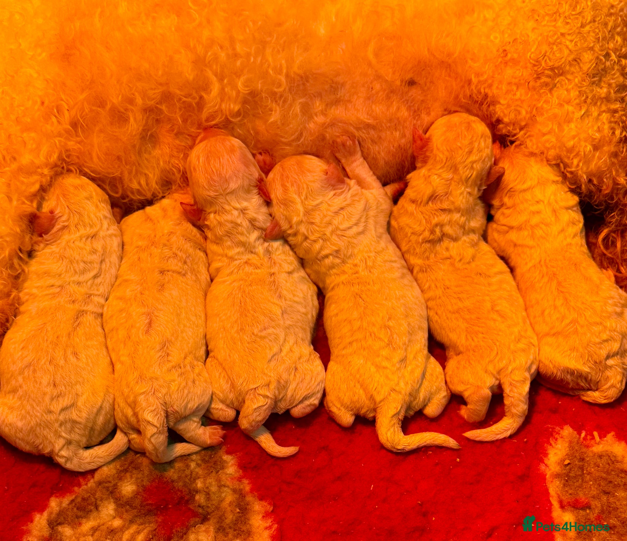 Bichon Frise dogs Stunning KC registered Bichon Pups - Advert 9