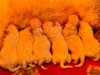 Bichon Frise dogs Stunning KC registered Bichon Pups - Advert 9