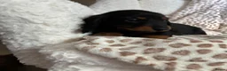 Miniature Dachshund dogs for sale: BLACK AND TAN MINIATURE DOXIES  in Wallsend - Advert 6