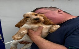 Cocker Spaniel dogs for sale: Fabulous Cocker Spaniel Pupies - Image 12
