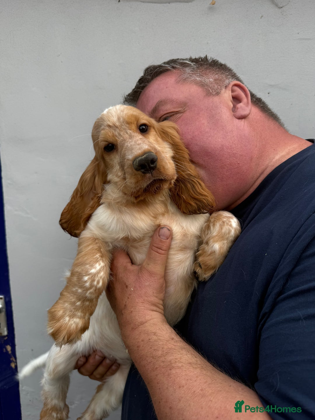 Cocker Spaniel dogs for sale: Fabulous Cocker Spaniel Pupies - Image 12