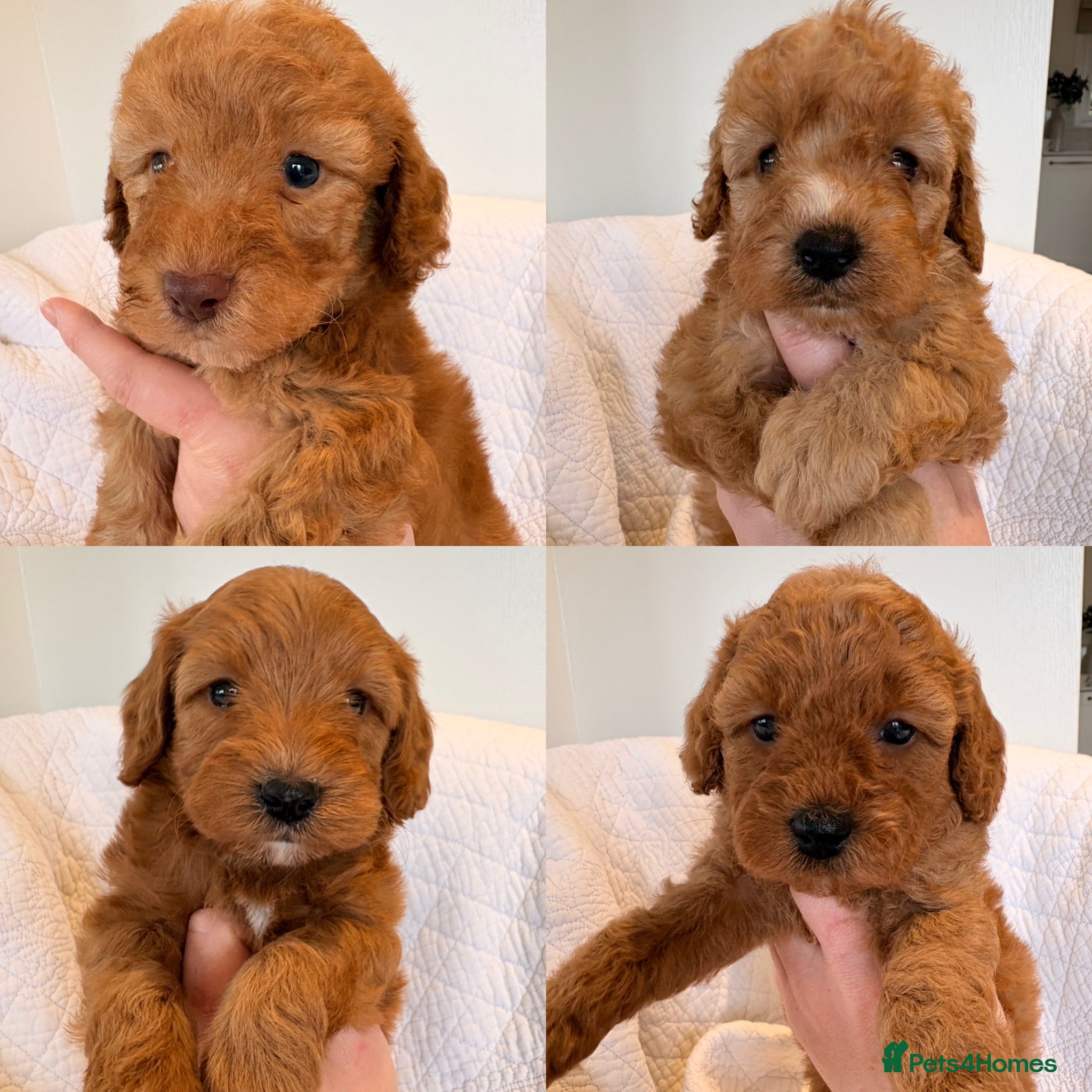 Cockapoo dogs LICENSED BREEDER HEALTH TESTED COCKAPOOS - Advert 1