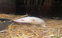 Ferret rodents for sale: ferret kits for sale  - Image 5