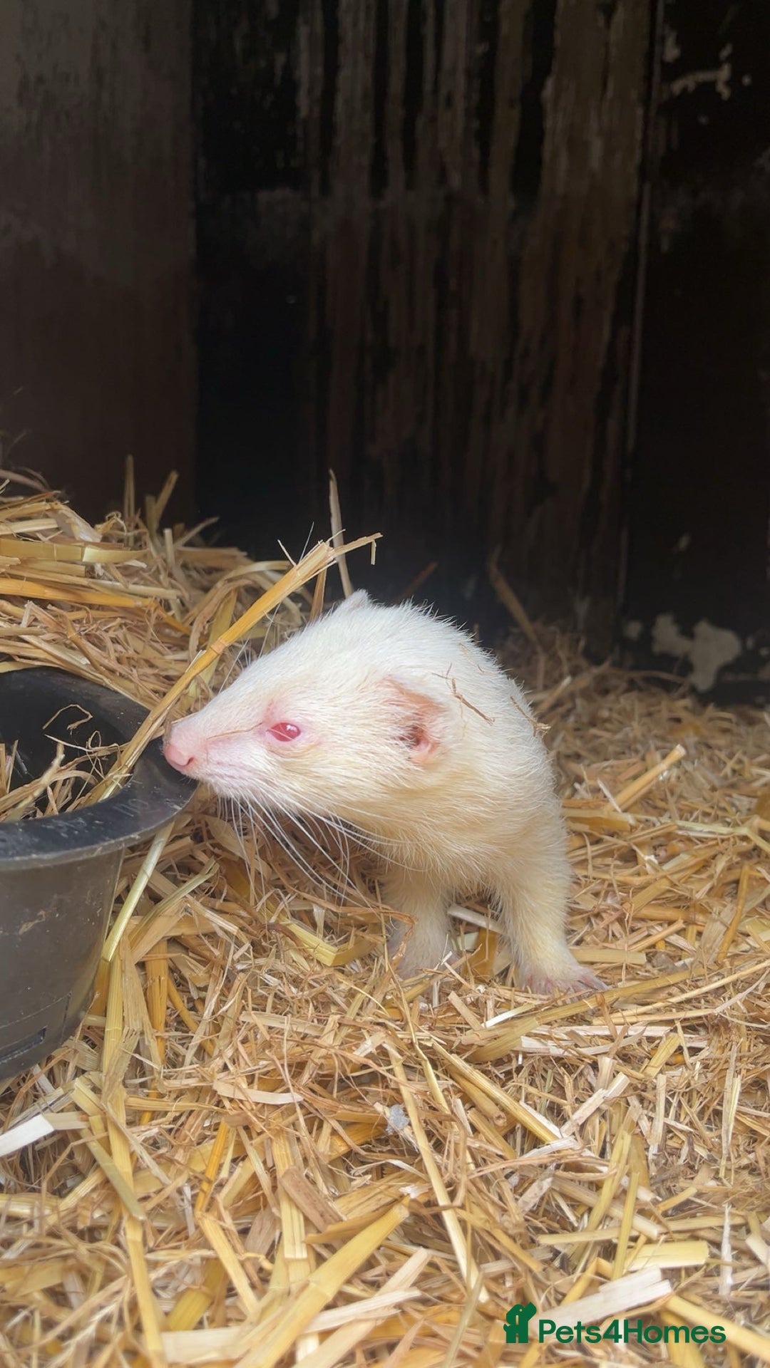 Ferret rodents for sale: ferret kits for sale  - Image 5