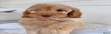 Labradoodle 2