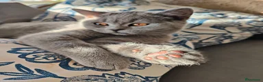 British Shorthair 2
