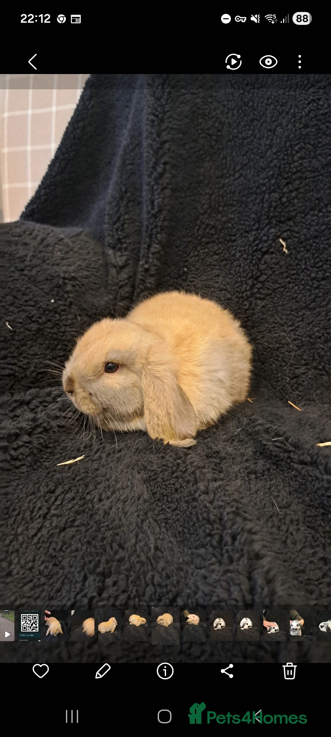 Mini Lop rabbits for sale: Baby bunnies - Advert 3