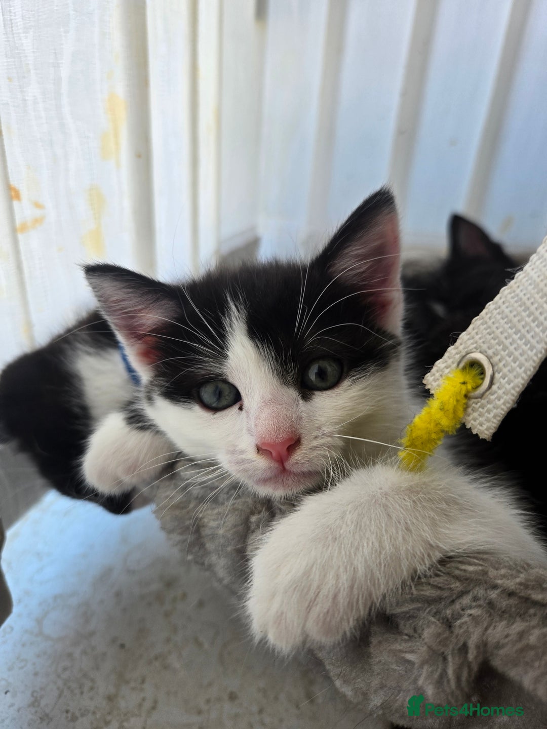 Domestic Shorthair cats for sale: Kittens ready to go - Image 8