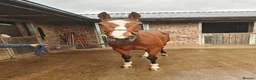 Irish Thoroughbred horses for sale: 15.2hh mare for sale  in Stoke-on-Trent - Advert 4