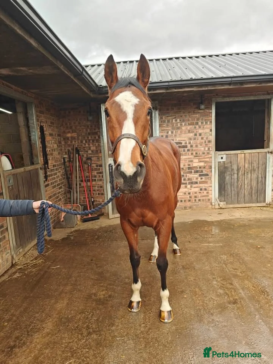 Irish Thoroughbred horses for sale: 15.2hh mare for sale  in Stoke-on-Trent - Advert 4
