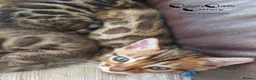 Bengal cats for sale: Pedigree Brown Rosetted Bengal Kittens - Advert 11