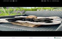 Sprocker dogs for sale: 5 beautiful sprocker puppies ✨️  - Image 1