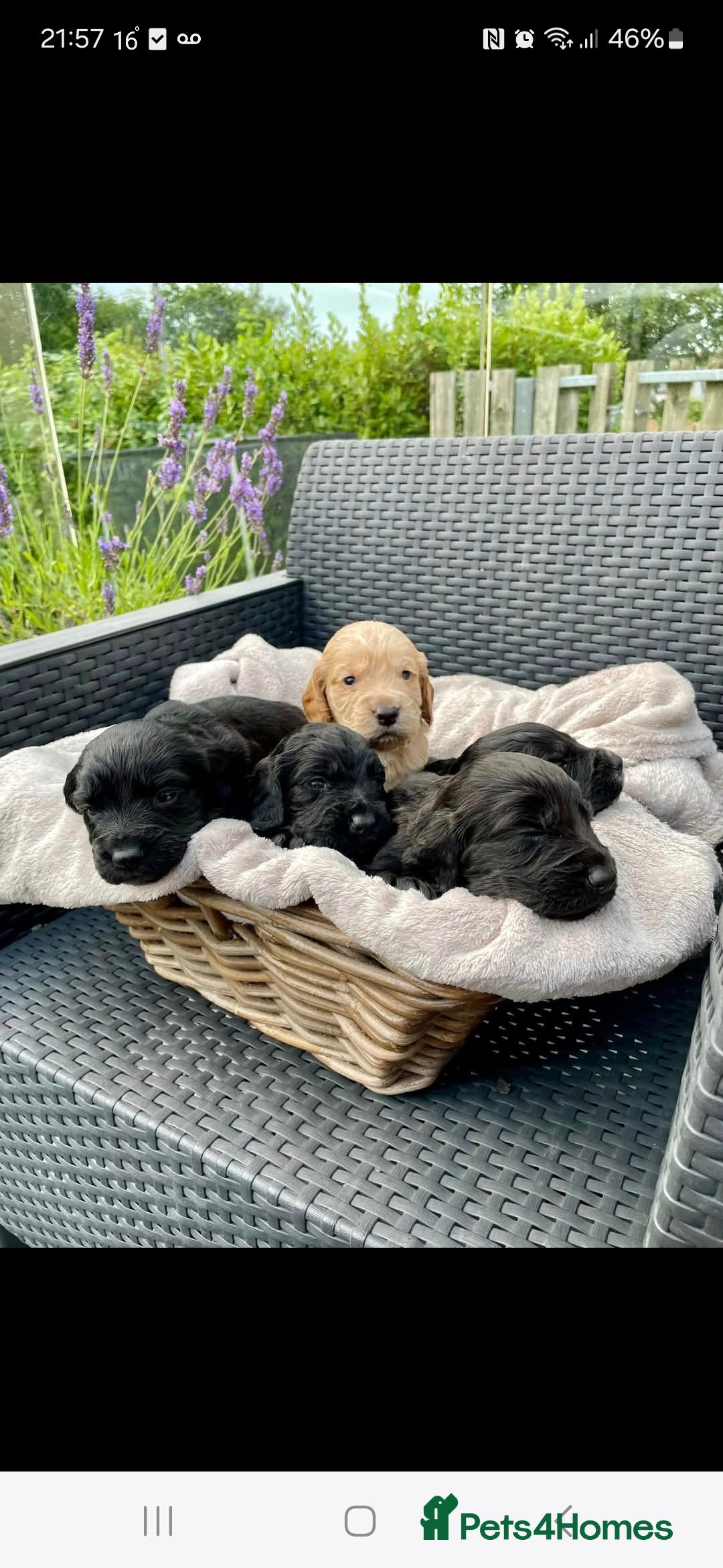Sprocker dogs for sale: 5 beautiful sprocker puppies ✨️  - Image 1
