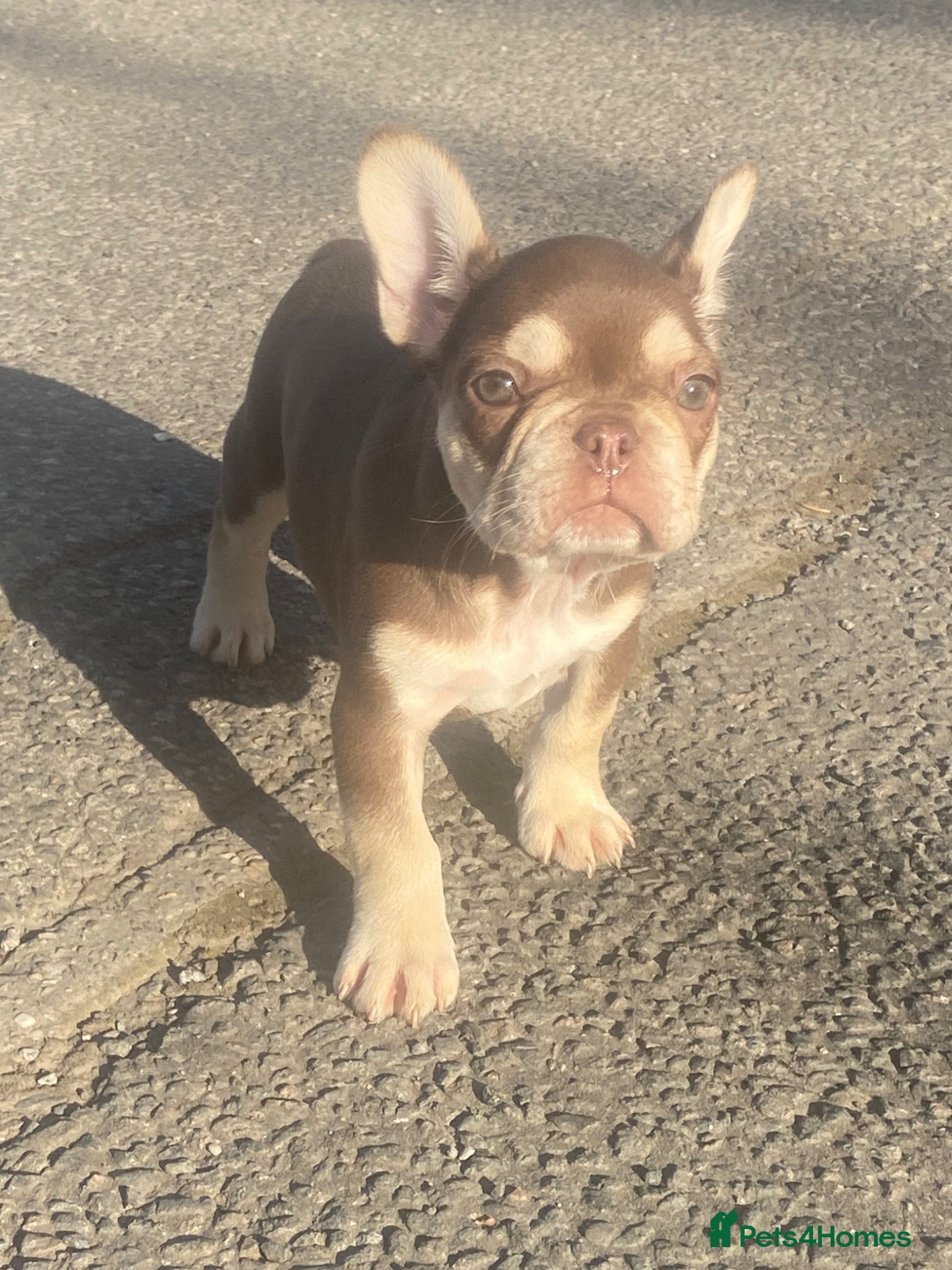 French Bulldog dogs for sale: French bull dog  - Advert 1