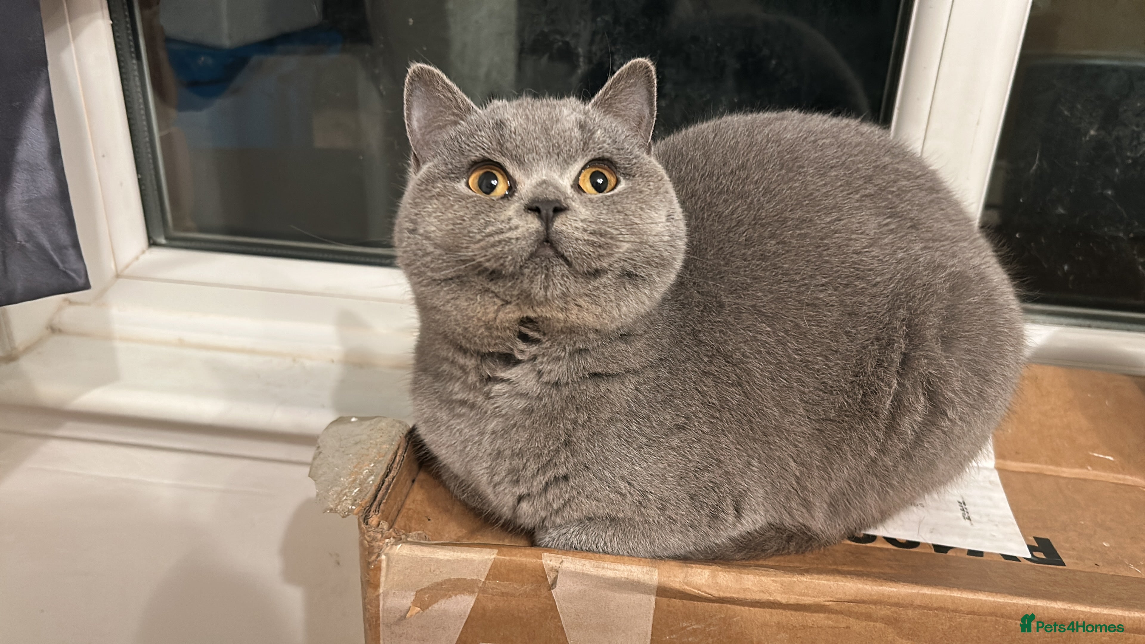 British Shorthair cats ‼️1 LEFT REDUCED‼️ GCCF REGISTERED BSH 🐻 🧸  - Advert 18