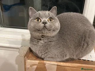 British Shorthair cats ‼️1 LEFT REDUCED‼️ GCCF REGISTERED BSH 🐻 🧸 - Advert 18