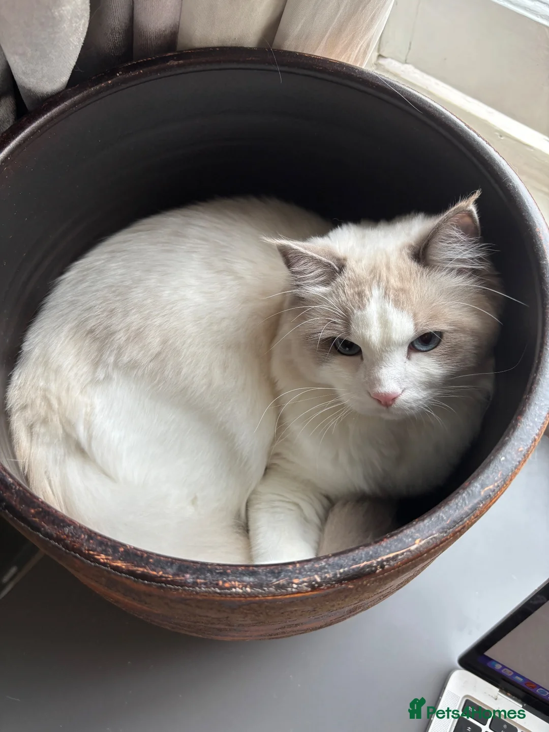 Ragdoll cats for sale: Male Ragdoll (10 months) - Advert 2