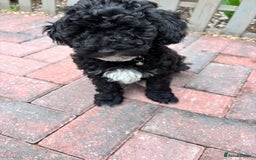 Toy Poodle dogs for sale: Adorable toy poodles, 1 boy left,  READY TO GO - Image 10