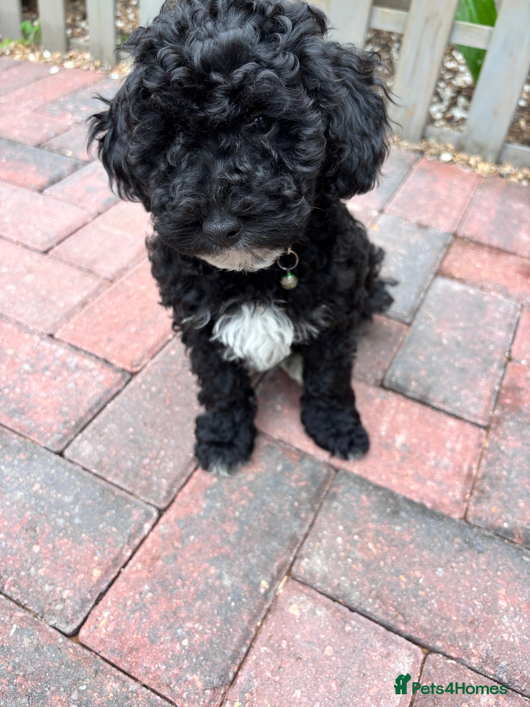 Toy Poodle dogs for sale: Adorable toy poodles, 1 boy left,  READY TO GO - Image 10